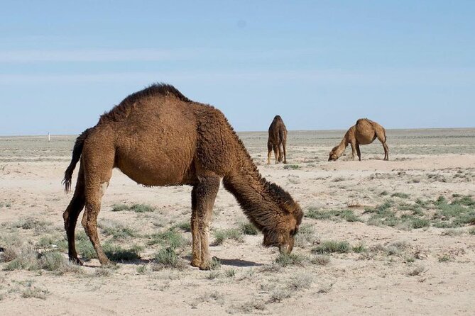 2 Days Private Tour To Aral Sea from Nukus. - Crossing the dried seabed by 4x4