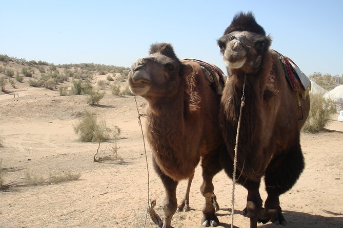 Desert Yurt Camp tour - 2 days (shared) - Day two: breakfast and the drive to Samarkand